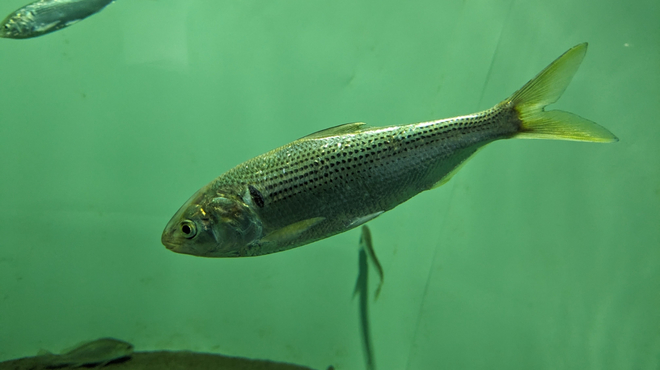 コノシロってどんな魚？味や特徴、コハダとの違いについても解説！ | クラシル