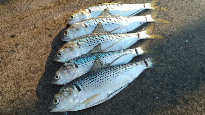 コノシロってどんな魚？味や特徴、コハダとの違いについても解説！ | クラシル