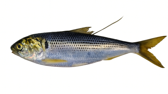 コノシロってどんな魚？味や特徴、コハダとの違いについても解説！ | クラシル