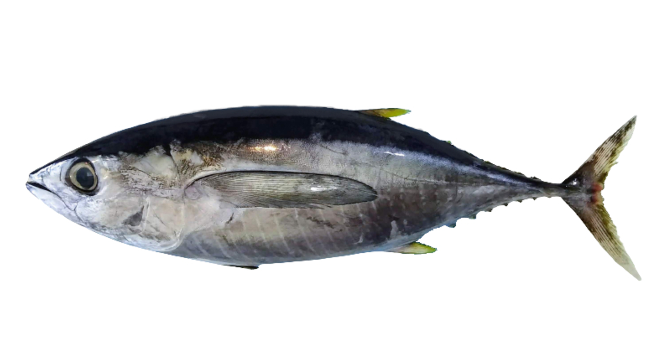 キハダマグロについて知りたい！特徴や種類、旬の時期について解説 