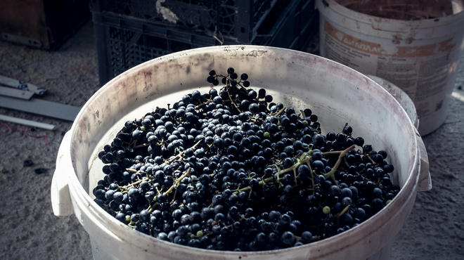 ワイン用のぶどう