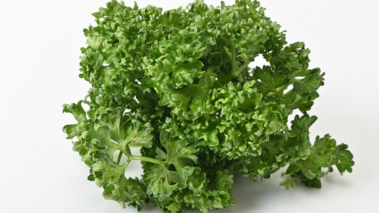 パセリを長持ちさせる保存方法とは？乾燥パセリの保存場所についても解説！