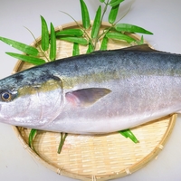 ハマチ」と「ブリ」は同じ魚？それぞれの特徴や簡単レシピもご