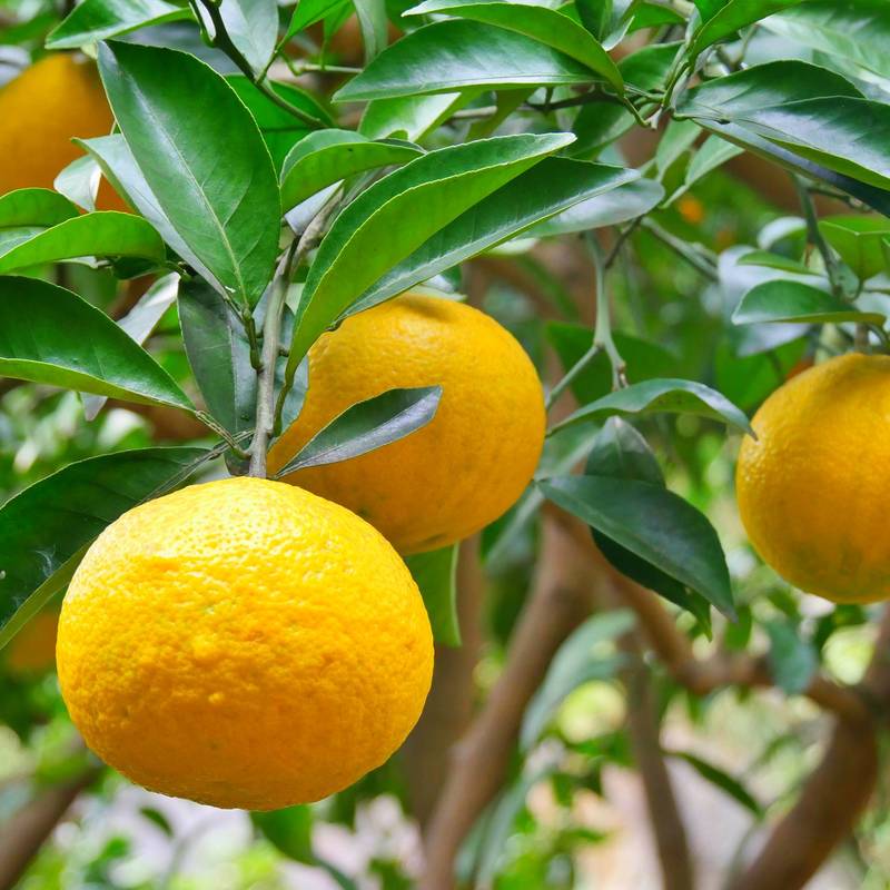 夏みかん 夏みかんとは？味の特徴や産地、おいしい食べ方についても解説