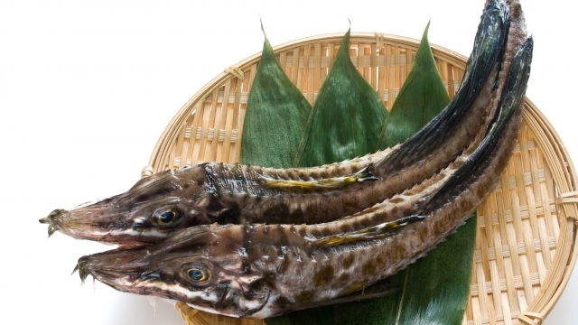 トクビレってどんな魚？名前の由来や特徴、食べ方についても解説 