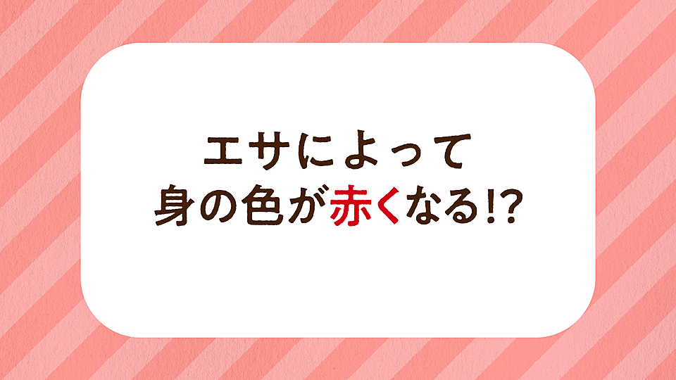 魚クイズ マグロ サケ カツオのうち エサによって身の色が赤くなる魚はどれ クラシル