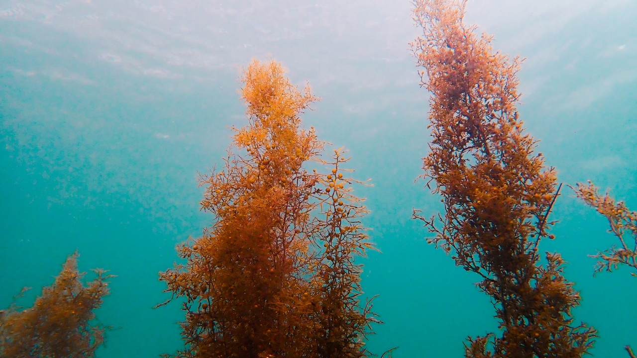 ホンダワラとはどんな海藻？特徴やおいしい食べ方をわかりやすく解説