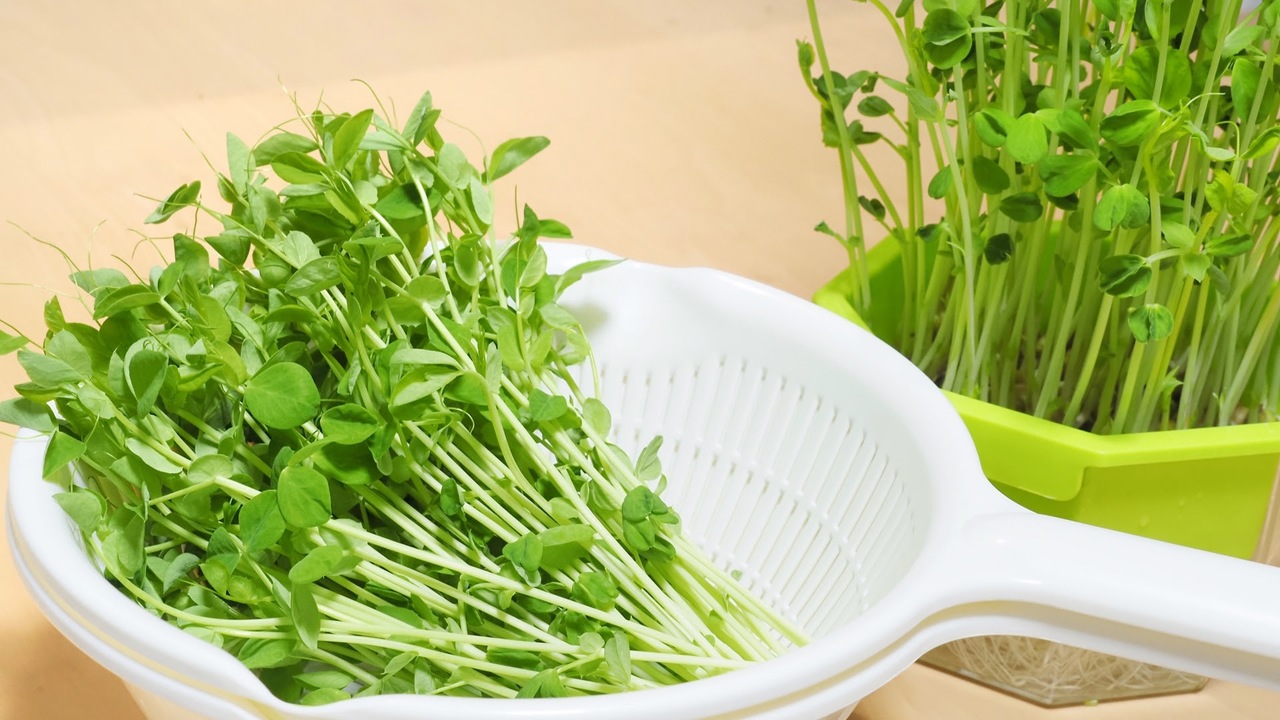 豆苗は洗う？洗わない？意外と知らない正解は…