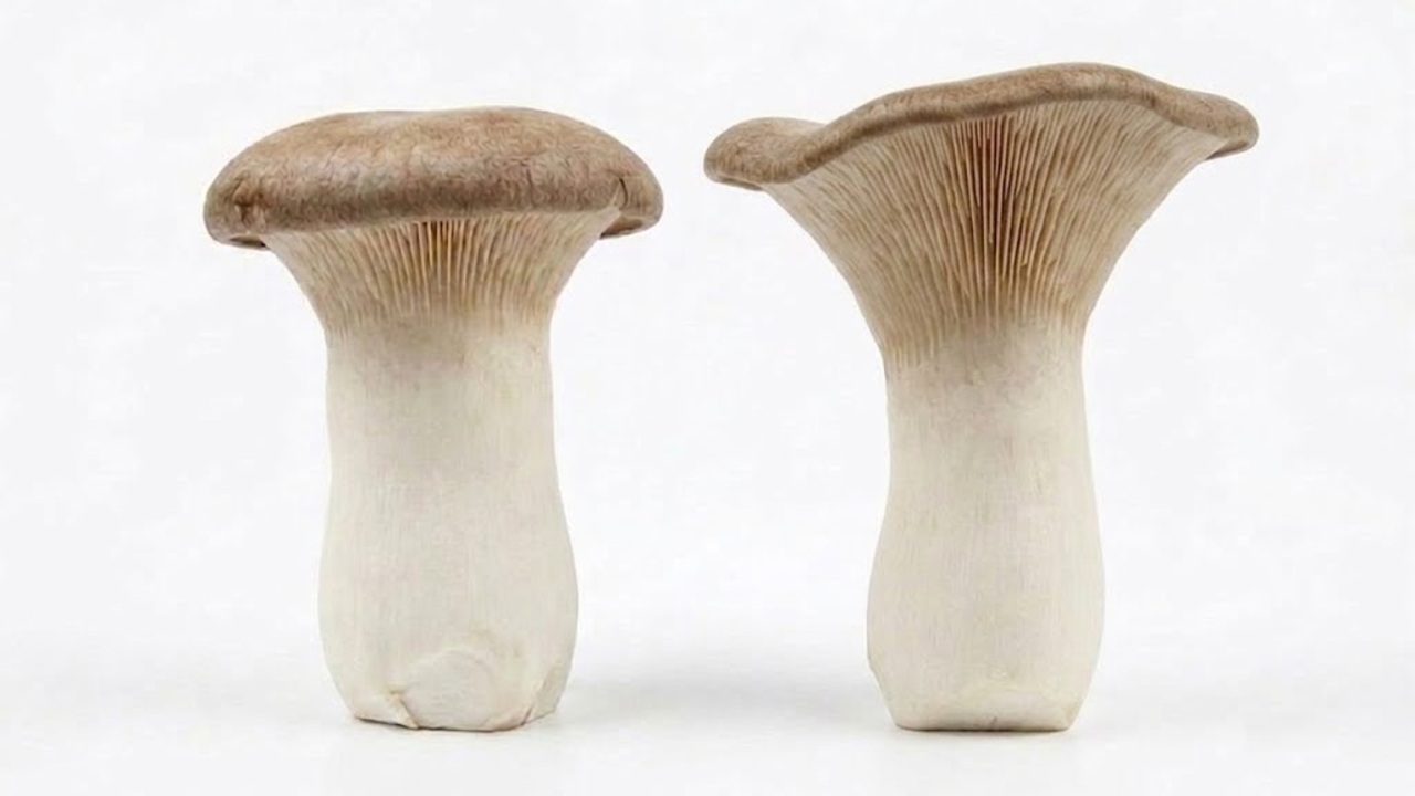 美味しいエリンギ「右と左」どっちを買う？“かさの形”でわかる鮮度の見分け方に「知らなかった！」