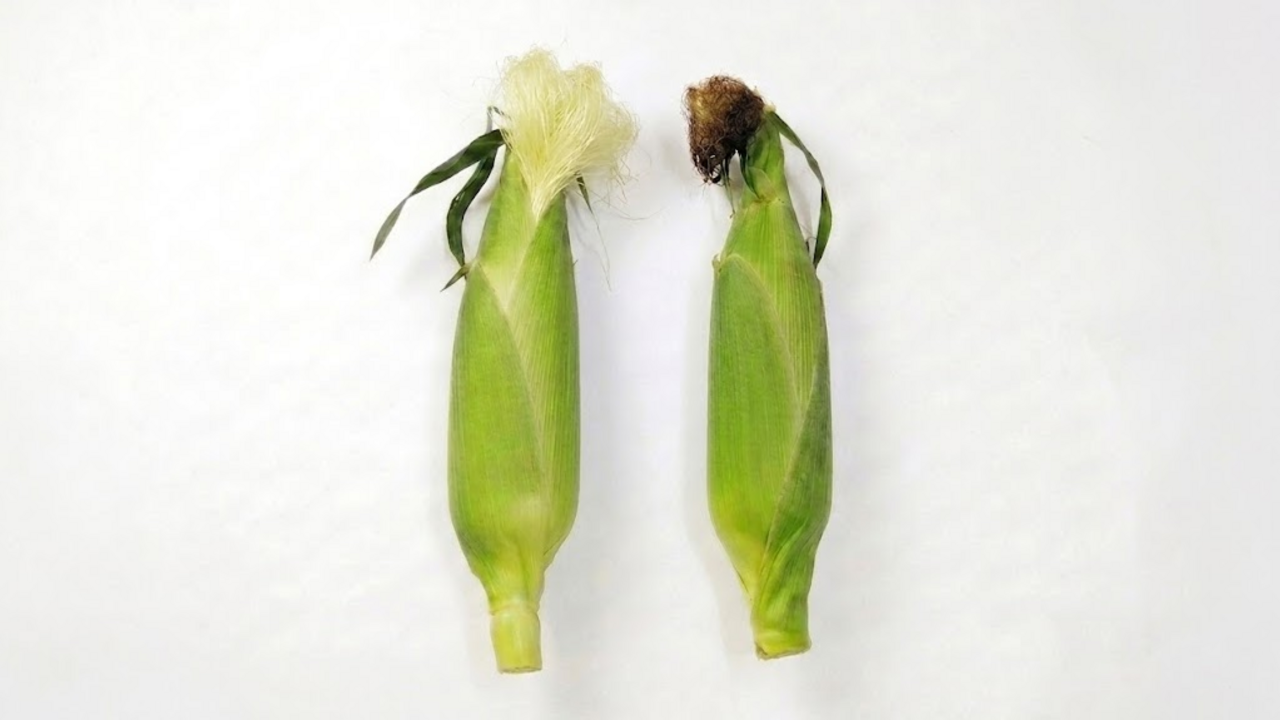 美味しい"とうもろこし"「右と左」どっち？ヒゲの色で分かる食べ頃のサインに「知れてよかった！」