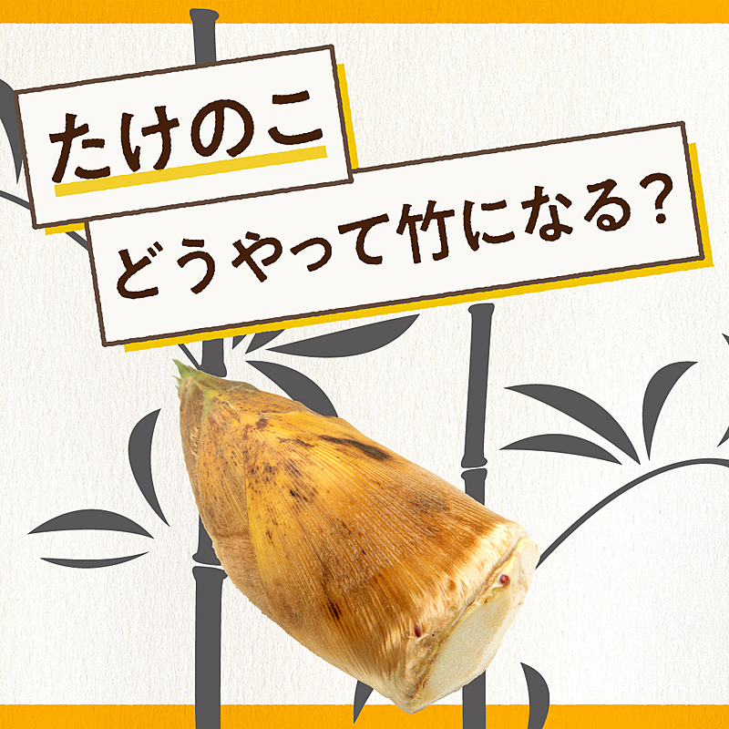タケノコはどうやって竹になる 旬のタケノコが主役のおすすめレシピも クラシル
