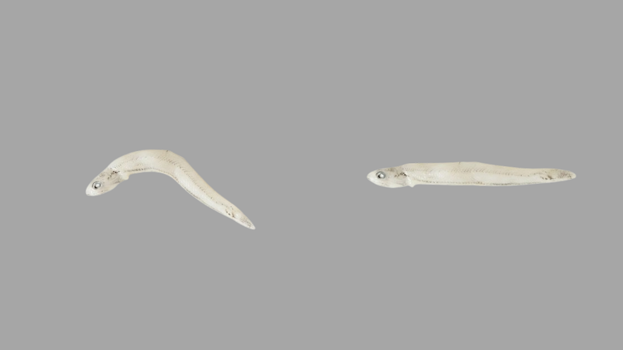 どっちの“釜揚げしらす”がおいしい？「逆かと思った！」意外な注目ポイントとは…　