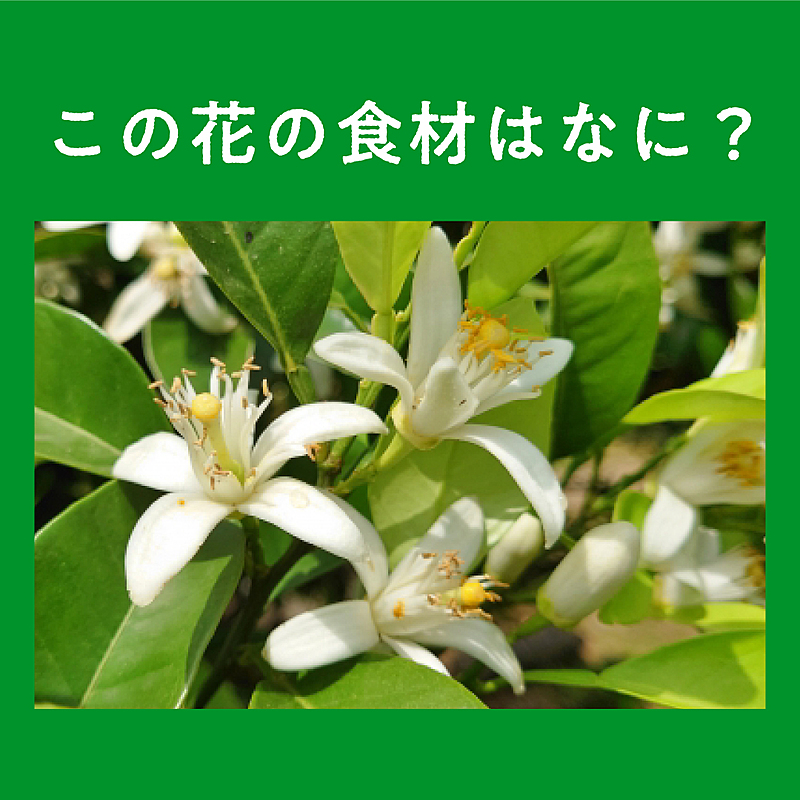 なんの花でしょう ヒントはついつい食べ過ぎてしまう身近な旬食材 気になる正解は クラシル
