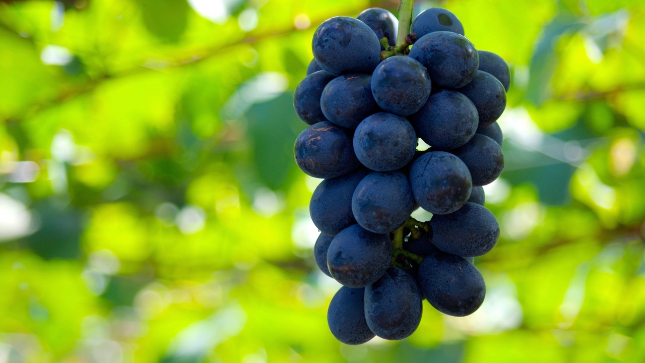 ぶどうの皮をツルっときれいに剥く方法3選！いちばんきれいにむけたやり方は…