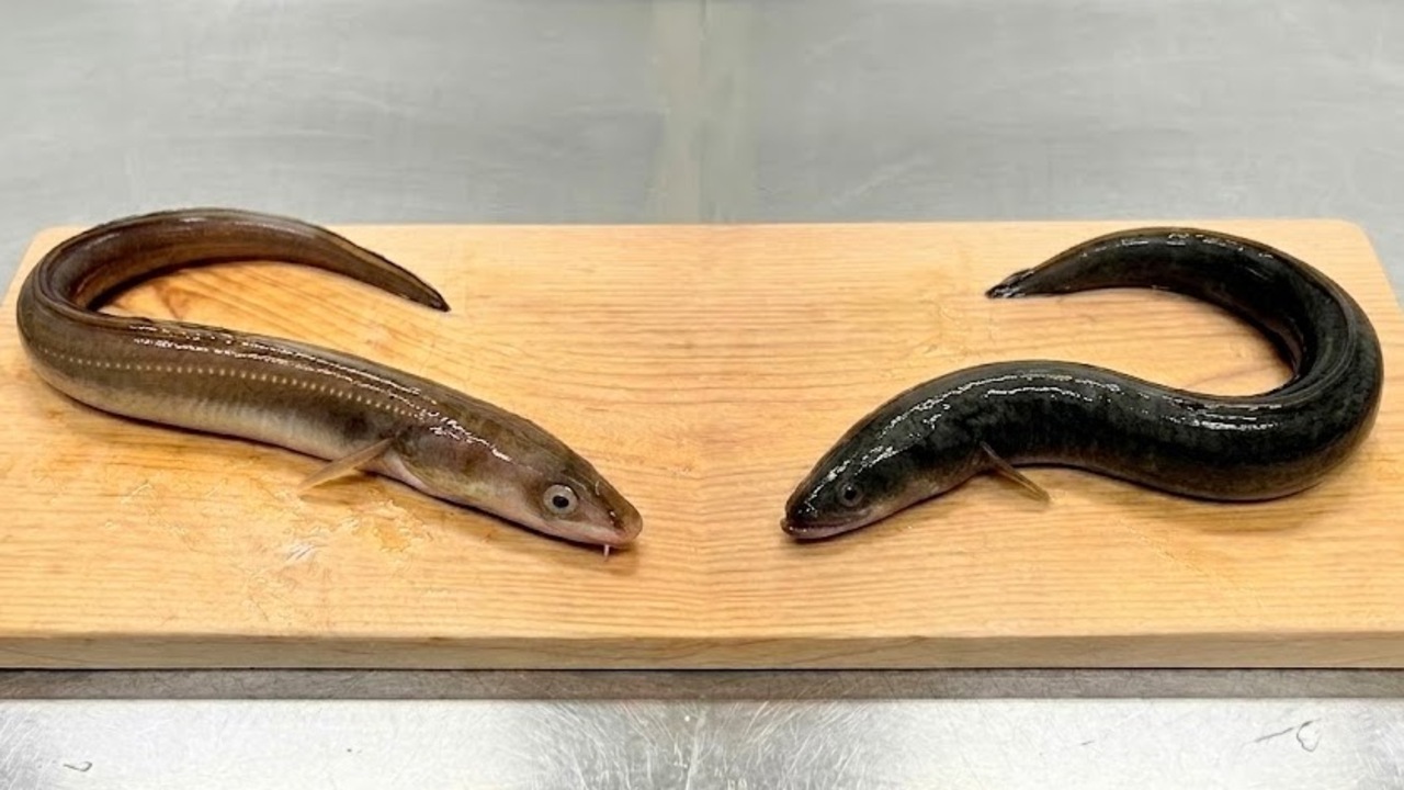 うなぎとあなご「右と左」どっちがどっち？あごに表れる意外な違いとは