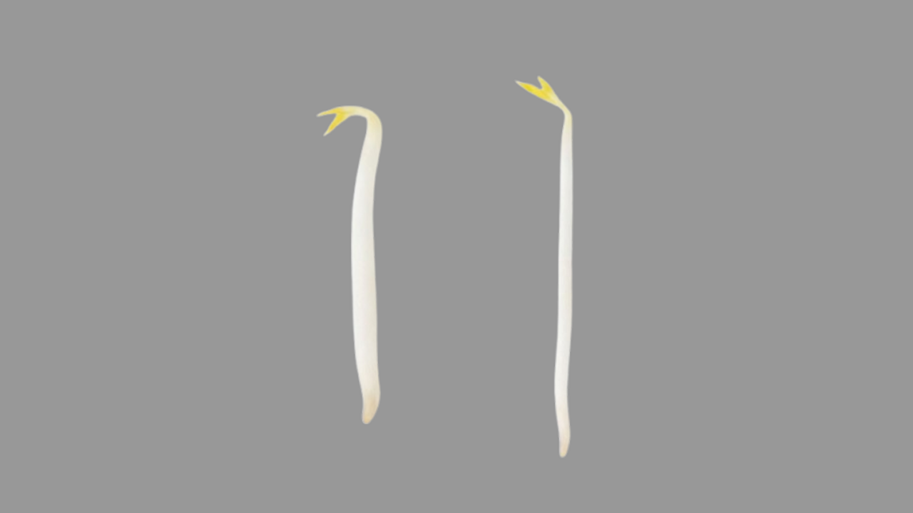 もやし、右と左どっちを買う？袋の上からもチェックできる、美味しいもやしの見分け方とは