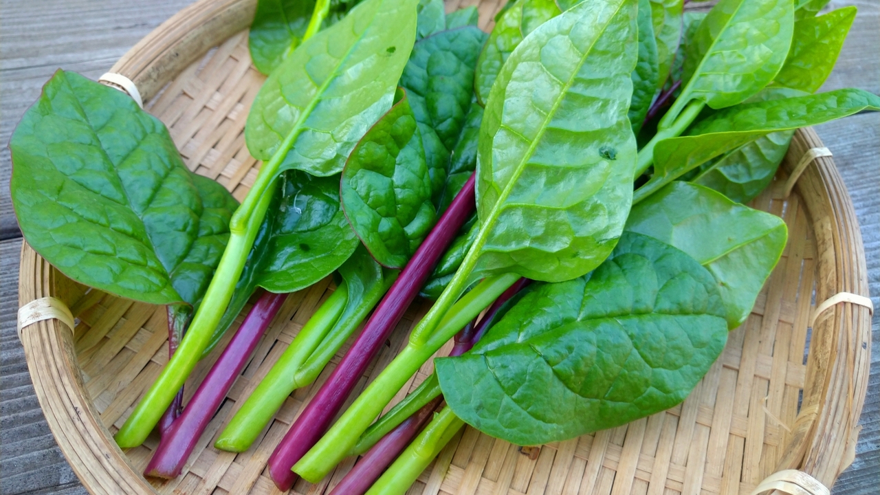 栄養たっぷり！【つるむらさき】とは？特徴や旬、おいしい食べ方もご紹介