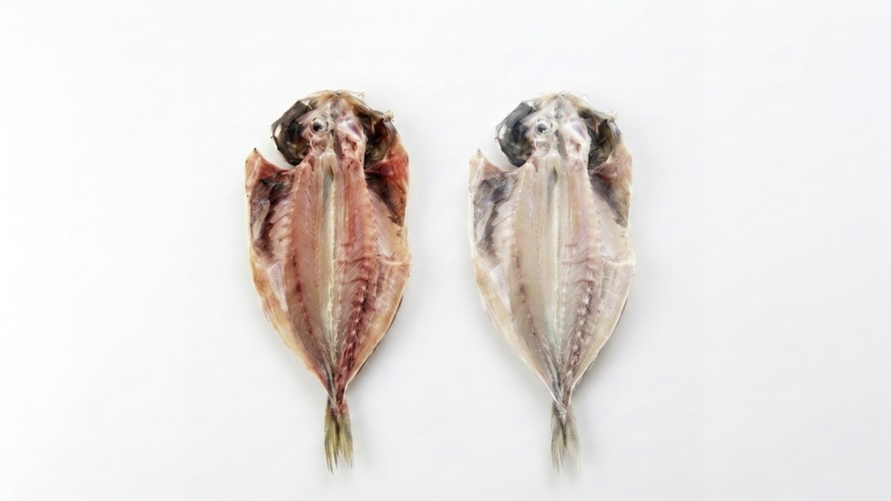 美味しいアジの開きは「右と左」どっち？身の色で分かる"脂のノリ"に「知れてよかった！」
