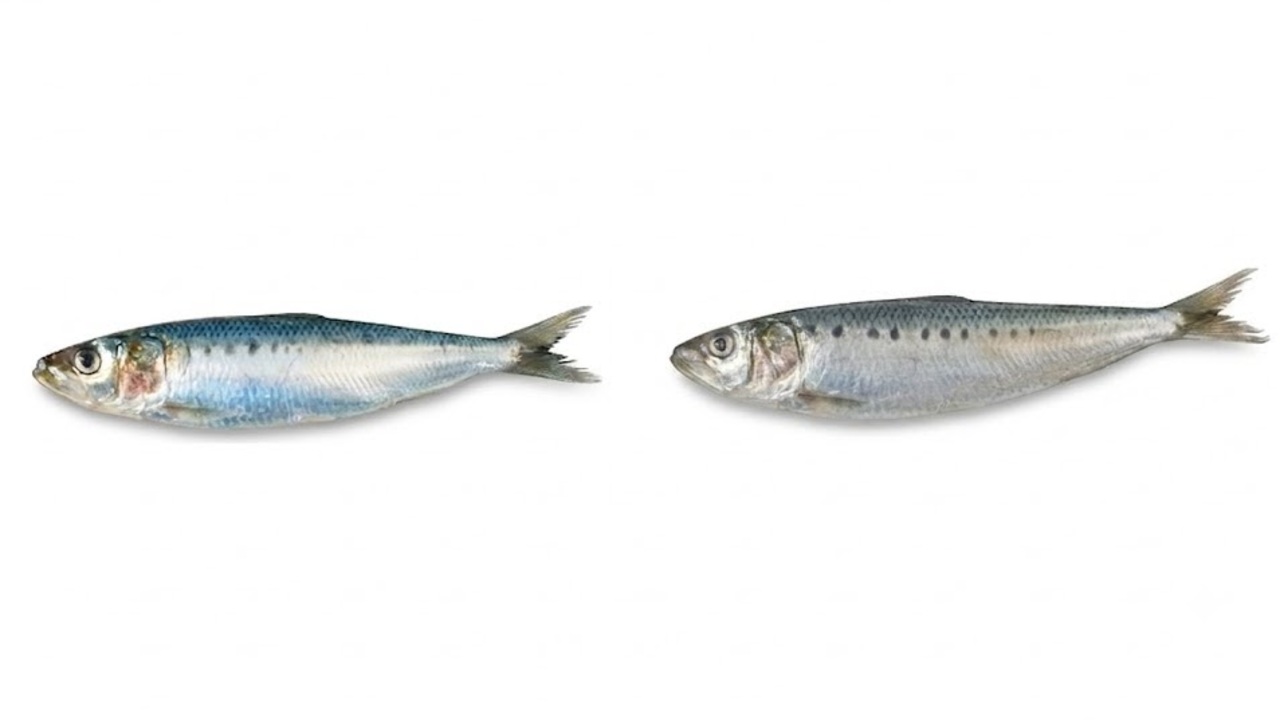 新鮮ないわし「右と左」どっちを買うべき？“背の青み”でわかる鮮度のサインとは…