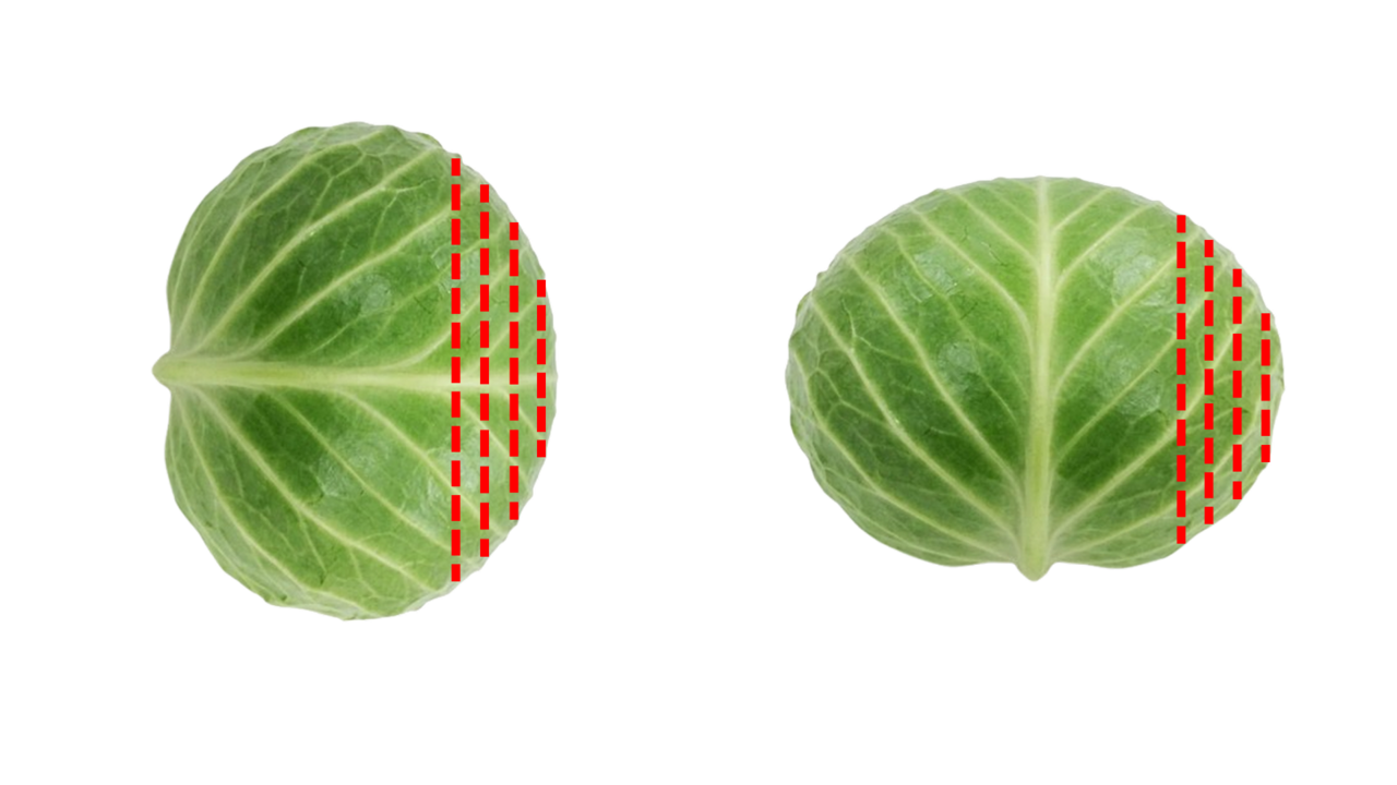 キャベツの千切り「右と左」どっちの切り方がいいの？驚きの正解に「そうだったんだ！」