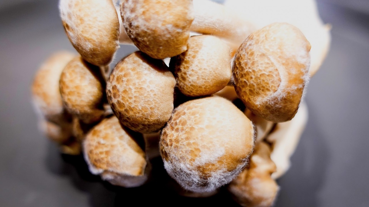 “しめじ”に白いふわふわ…カビ?食べるのはNG?意外な真実に「ずっと間違えてた…!」