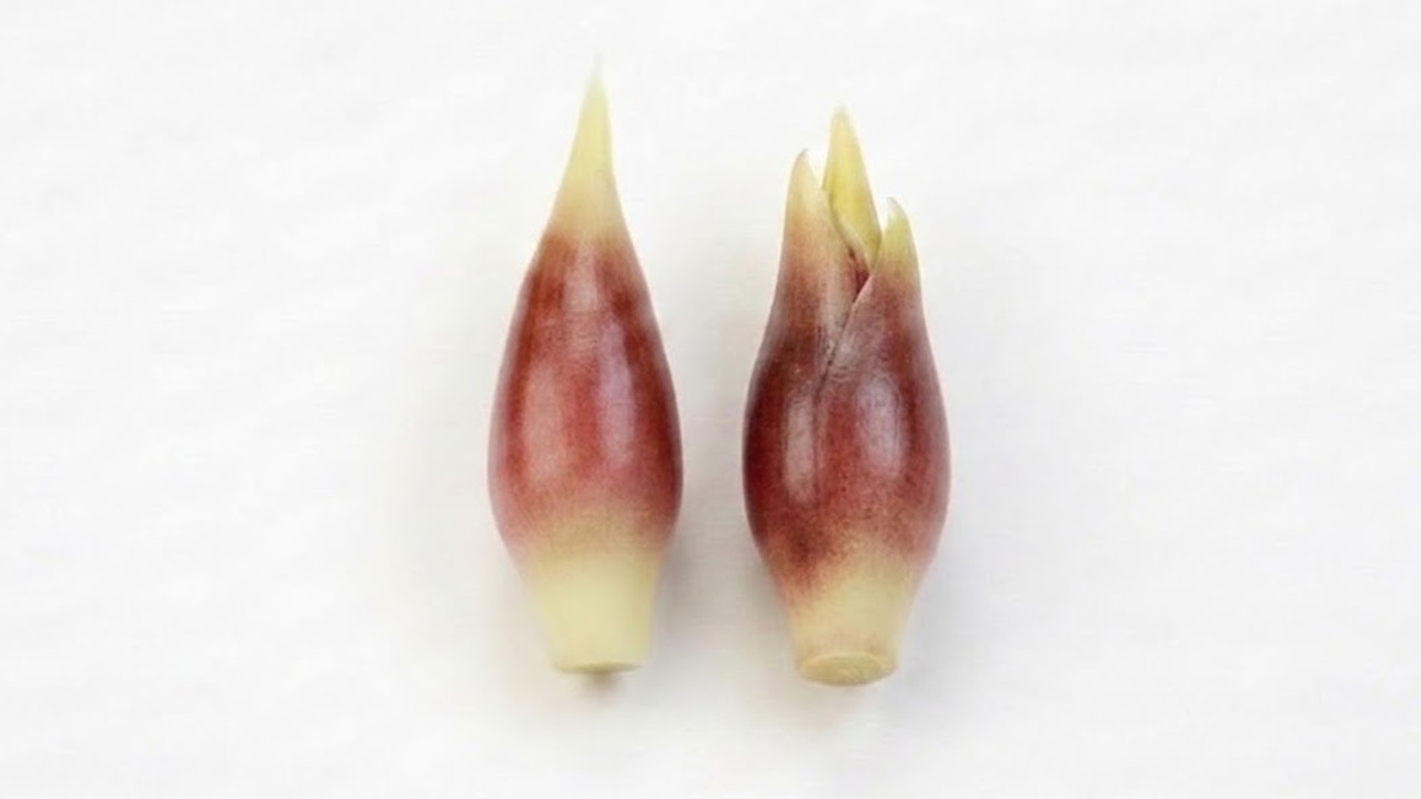 美味しいミョウガ、「右と左」どっちを買うべき？”先端”に注目してお得に見分けるポイントとは