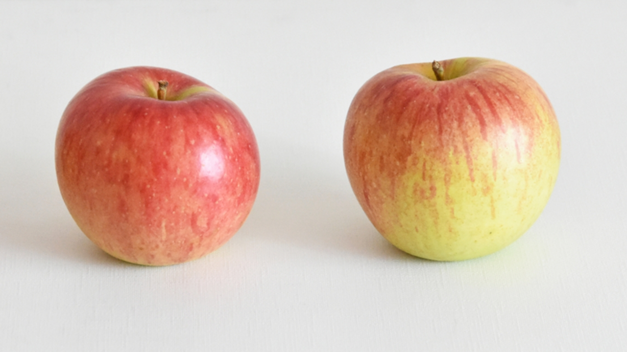 甘いりんご「右と左」どっち？皮の色で分かる甘さの目安とは
