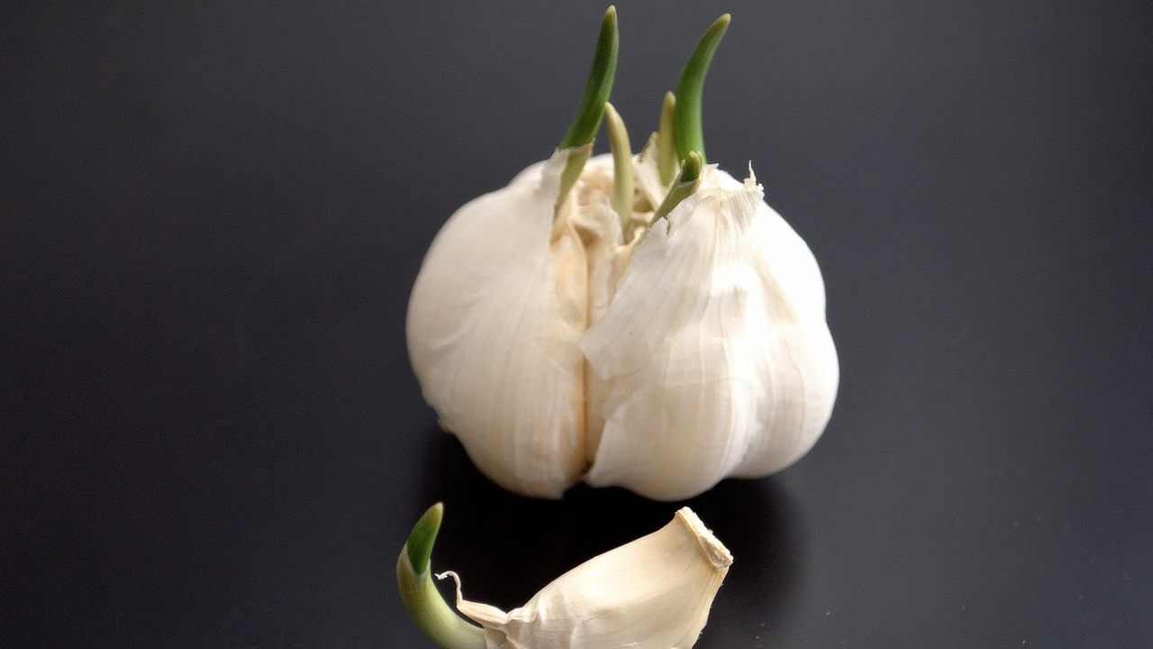 “芽が出たニンニク”食べても大丈夫？スーパーの“ニンニクの芽”との意外な違いに「そうだったのか！」