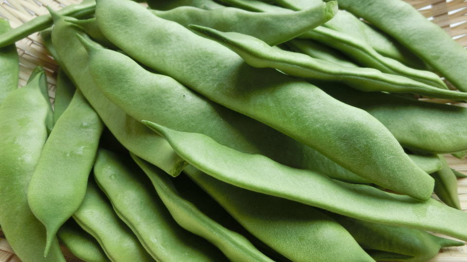 モロッコインゲンとは？旬や特徴、おいしい食べ方についても解説