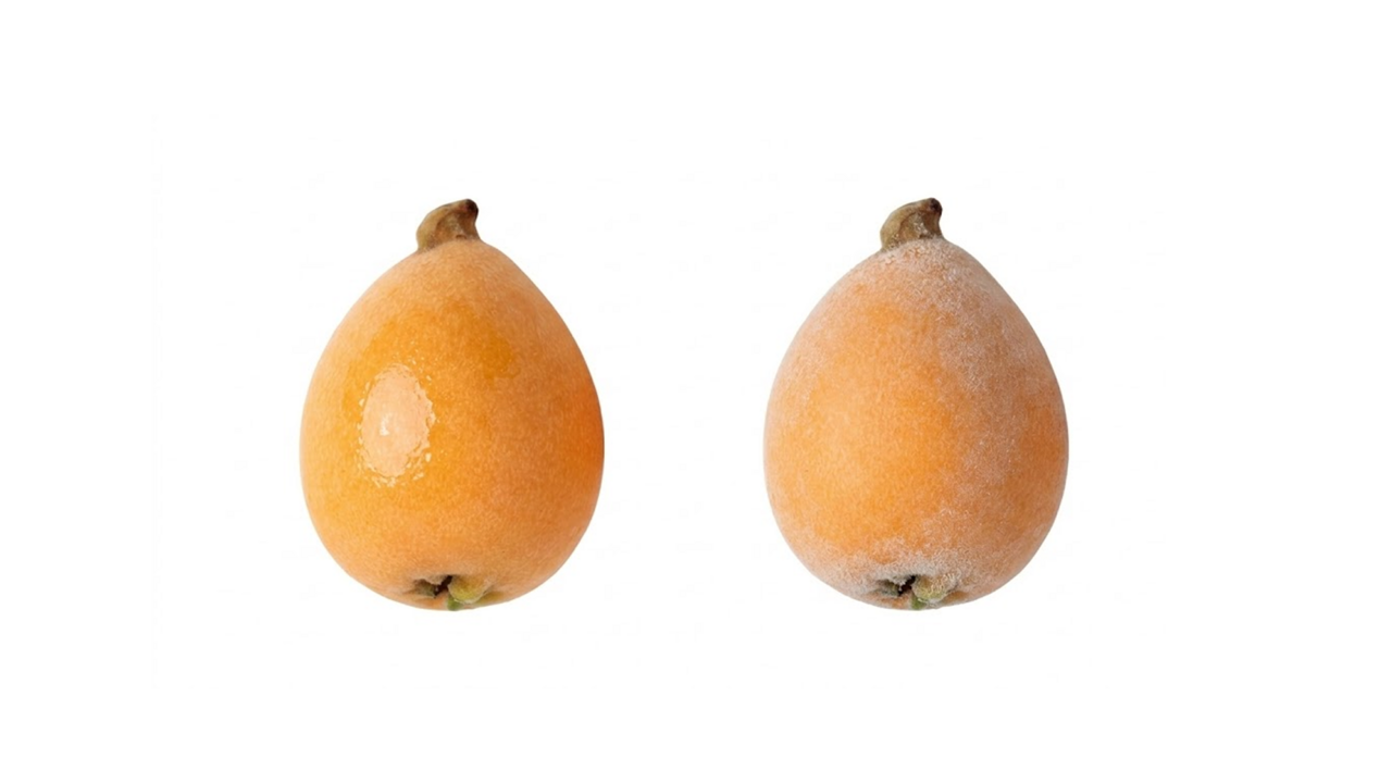 美味しいびわ「右と左」どっち？"表面を見ると分かる"買うべきびわの特徴とは