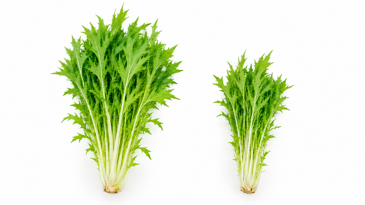 水菜「右、左」やわらかいのはどっち？大きさで分かる、水菜の選び方