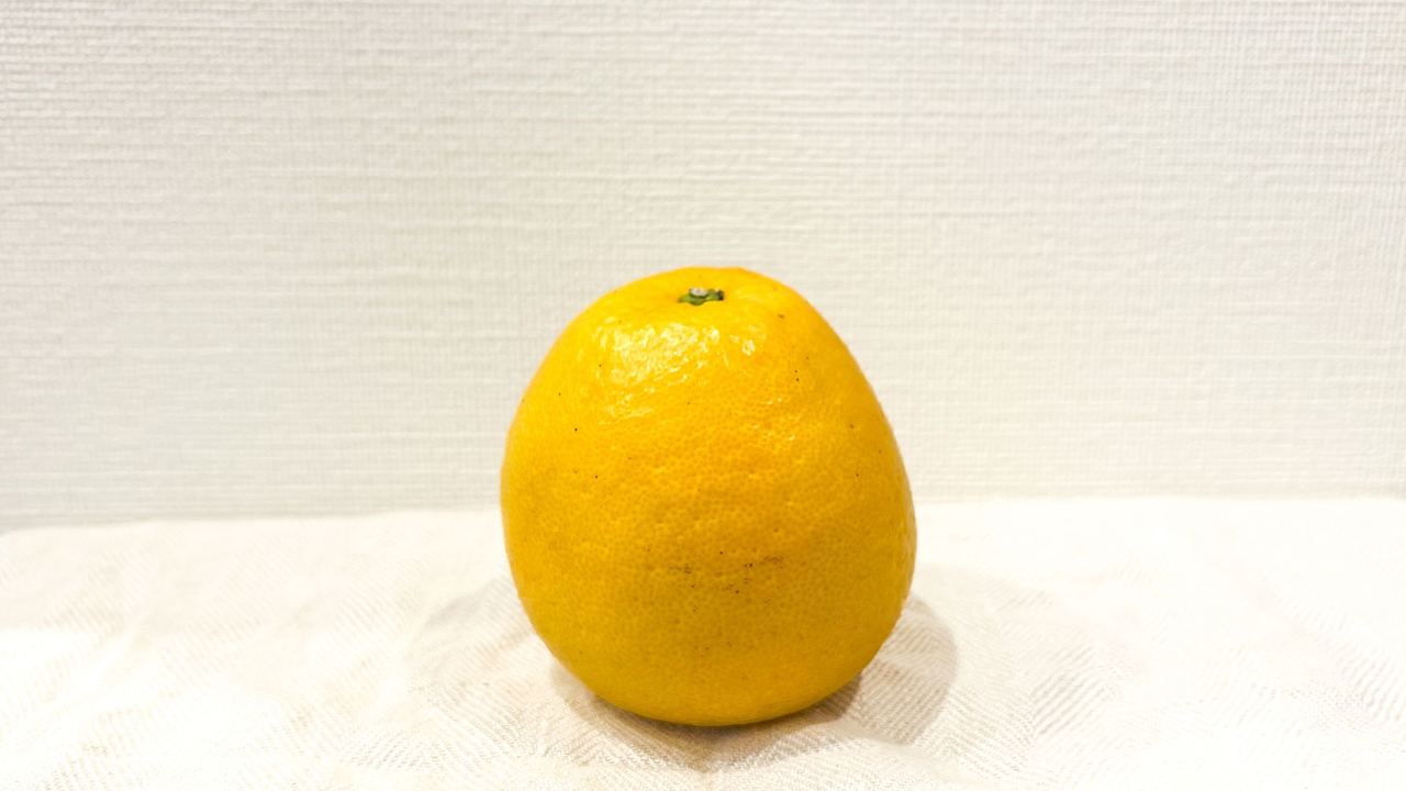 大きな柑橘「河内晩柑」とは?文旦との違いや旬、おいしい食べ方についても解説!