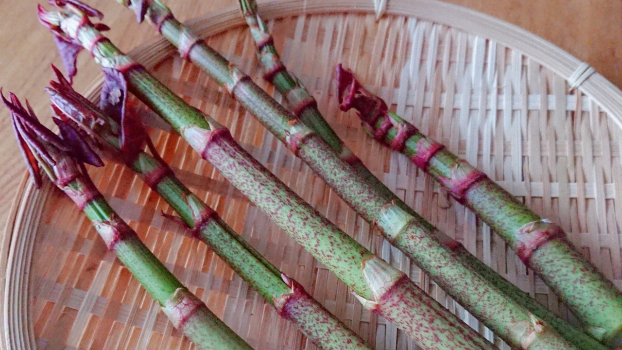 イタドリとは？味や特徴、おいしい食べ方についても解説！