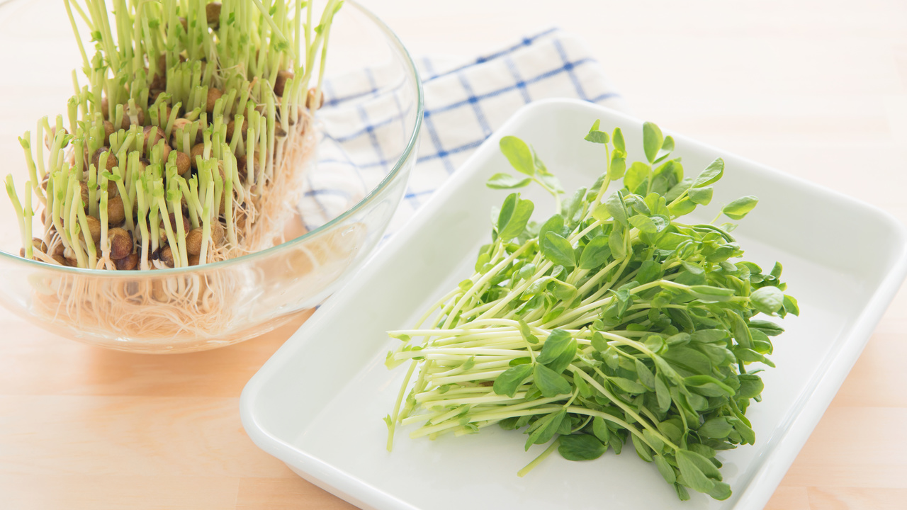 「食費節約に！」"豆苗"は何回まで収穫できる？【上手に育てるポイントも】