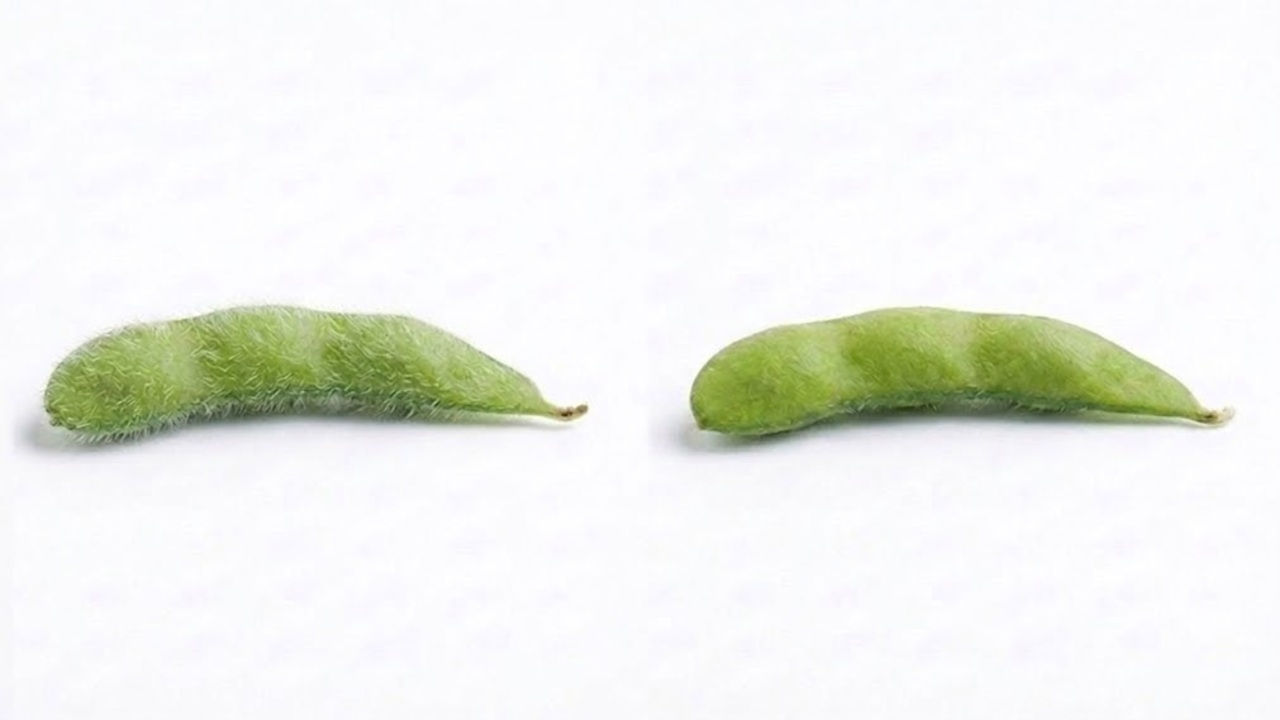 美味しい枝豆は「右と左」どっち？"産毛”でわかる枝豆の鮮度とは...