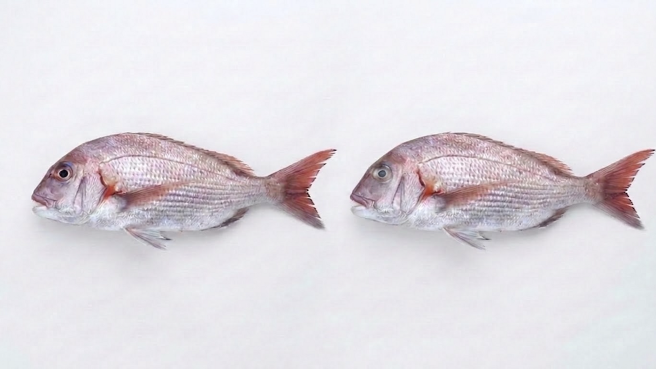 新鮮な"鯛"は「右と左」どっち？"目"を見ると分かる正解に「知れてよかった！」