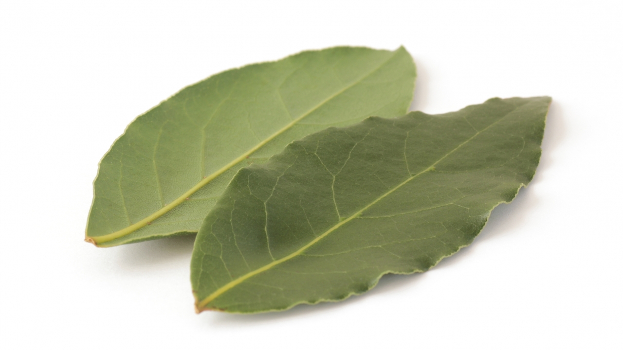 「ローリエ」とは？料理シーンでの役割や活用レシピをご紹介
