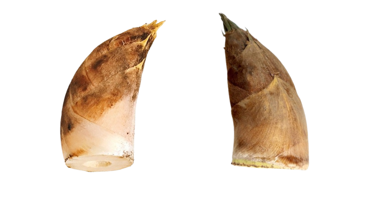 たけのこ「右と左」どっちを買う？色の違いで分かる、意外と知らない“えぐみ”が少ないたけのこの選び方とは