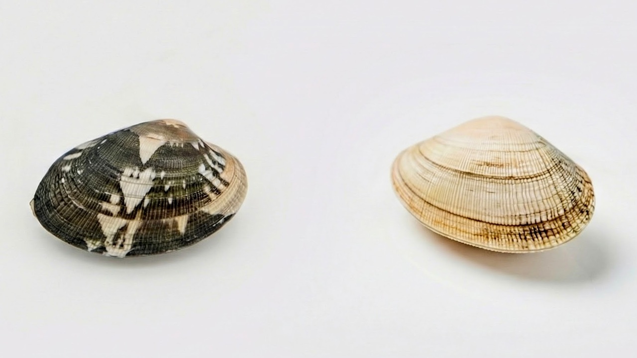 「え、そんな差あったの？」どっちの“あさり”を買うべき？柄で分かる意外な事実