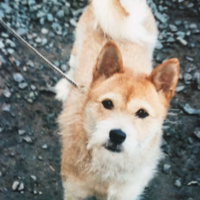 たべれぽの写真