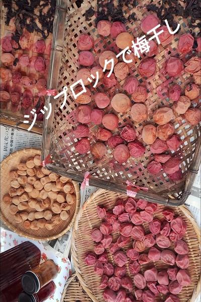 ジップロックで梅干し