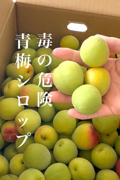 ストップ！青梅は毒→注意
傷んだ梅で簡単シロップ
