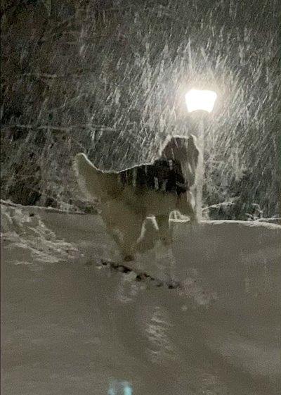 雪で遊ぶアポロ
