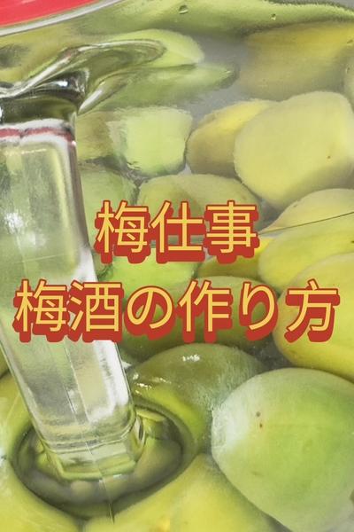 梅仕事　梅酒の作り方