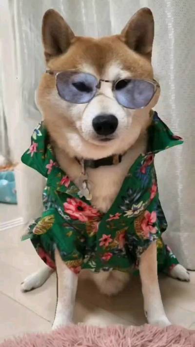 茶々丸100変化 by 茶々丸 クラシル