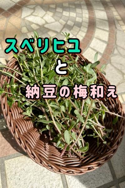 スベリヒユと納豆の梅和え🌿,,