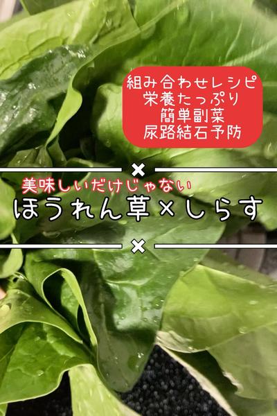 身体にいい組み合わせ\ほうれん草の安心ソテー🥬/