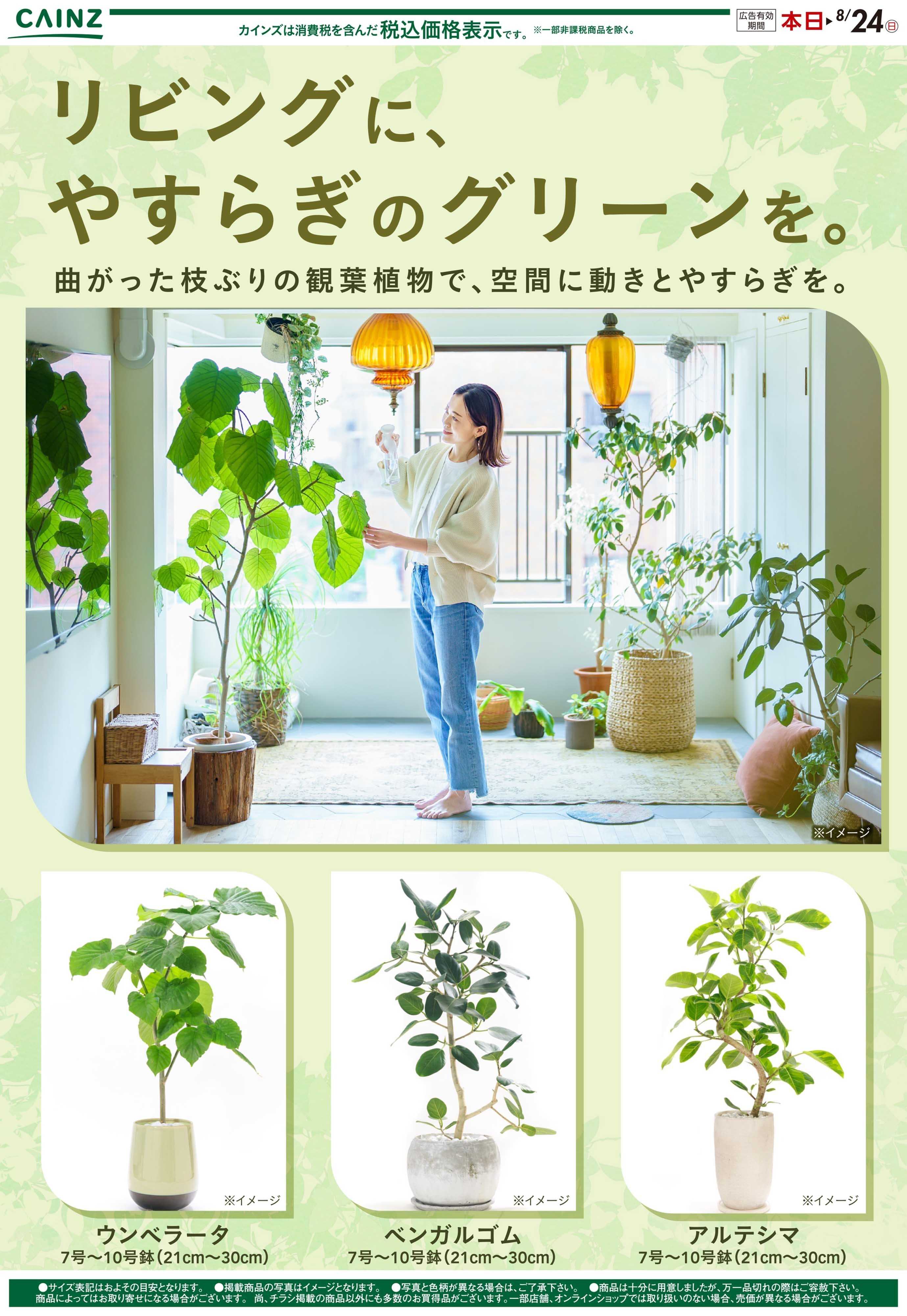 カインズ 観葉植物7/1号