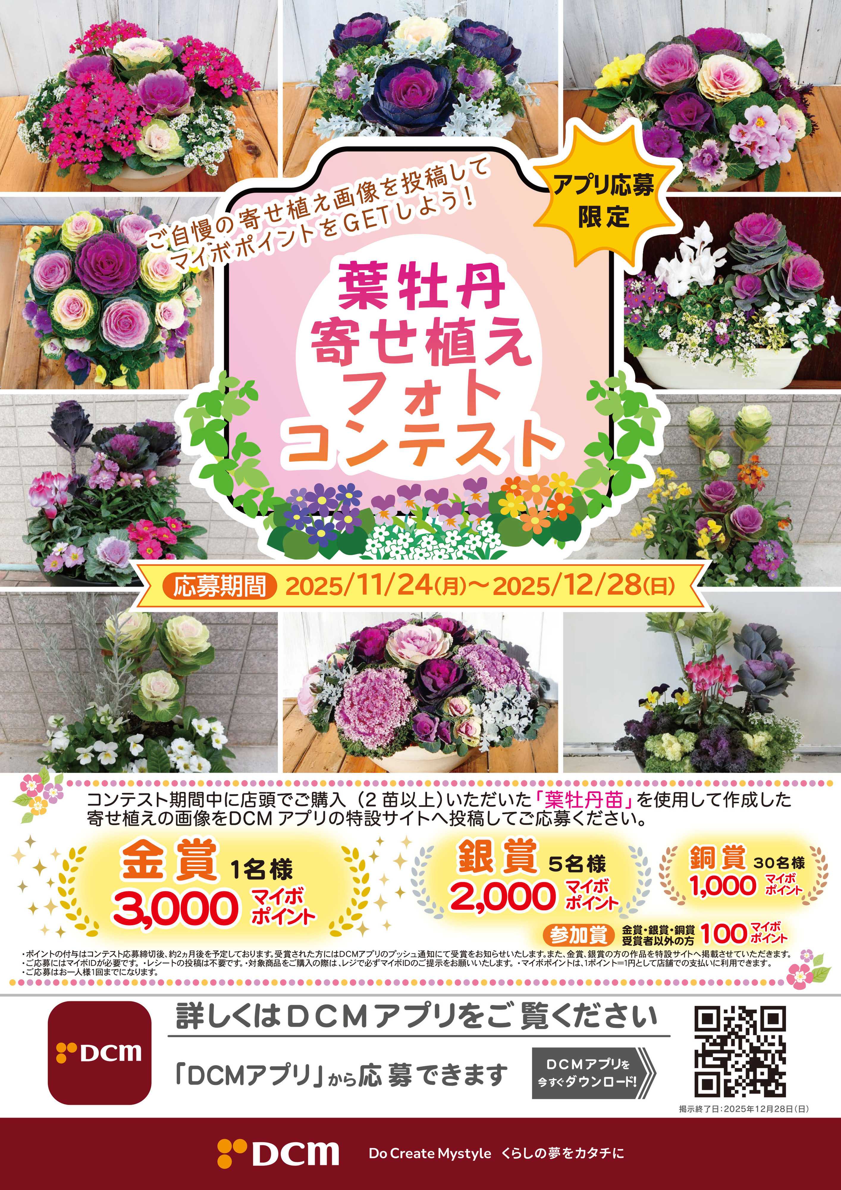 DCM 葉牡丹寄せ植えフォトコンテスト