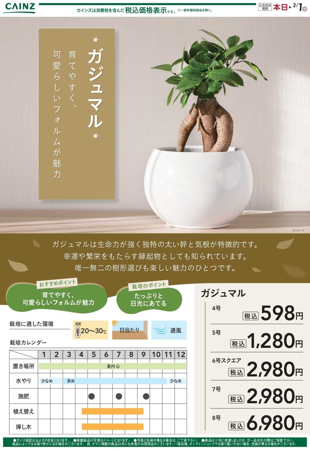 カインズ カジュマル 1/2号